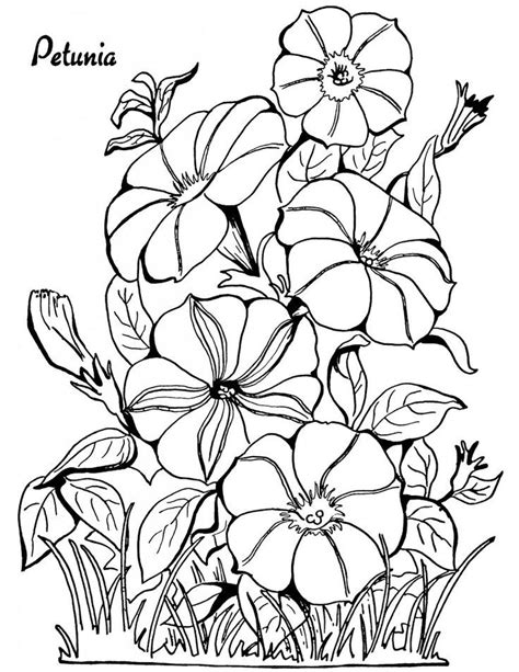 Plumeria Flower Coloring Pages at GetDrawings | Free download