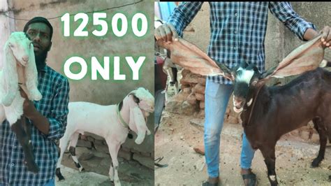 Hyderabadi Goat Bottle Feeding Available In Hyderabad At I A Goat Farm