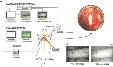 A A Schematic Drawing Of The Intrinsic Optical Imaging System And A