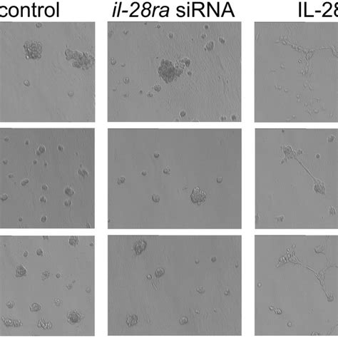 Phase Contrast Micrographs Of Cmt U27 Cmt U309 And P114 Cells Grown