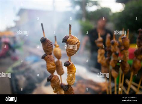 Suri Or Chontacuro Edible Larva Of The Amazon Beetle Known As The