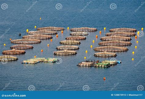 Mussels Farm in Mediterranean Sea Stock Image - Image of blue, mediterranean: 128873915