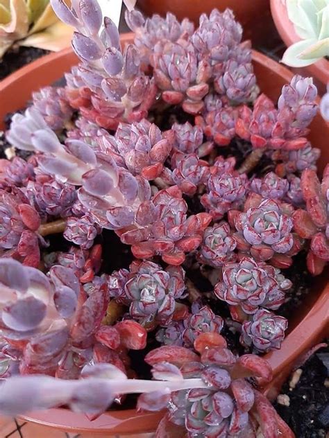 Graptoveria Purple Dream Pink Succulent Succulent Pots Cactus Potted