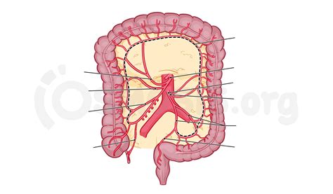 Anatomy Of The Abdominal Viscera Large Intestine Osmosis