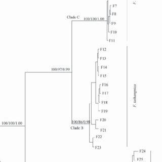 Maximum Likelihood ML Tree Based On Partial Mitochondrial ND2 Gene