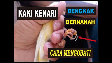 Cara Mengobati Kaki Kenari Bengkak Besar Dan Bernanah Kenari