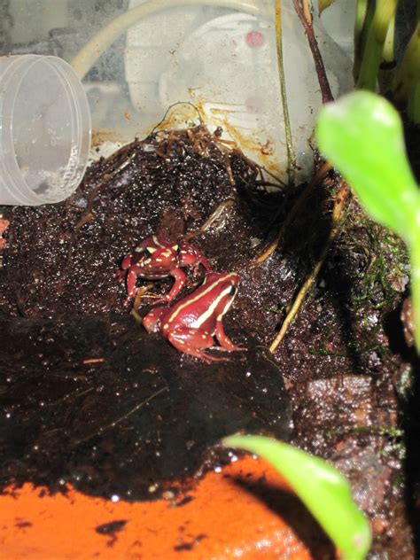 Definitive Guide To Anthony's Poison-arrow Frog Facts, Habitat