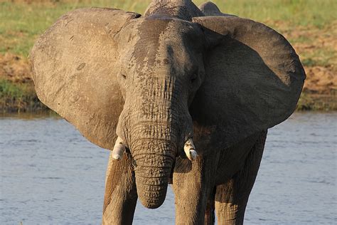 African Bush Elephant Bull Kevin Short Flickr