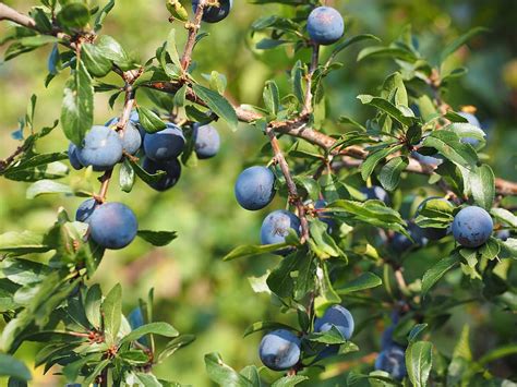 Berries Bush Fruit Schlehe Blue Blackthorn Prunus Spinosa