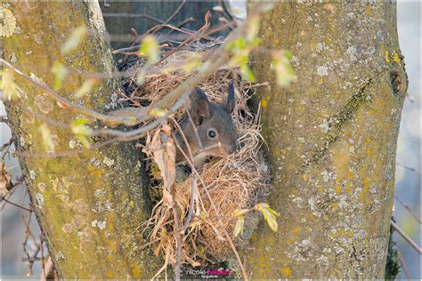 Baby Eichhörnchen schaut aus Kobel Nicole Reimer Tierfotograf