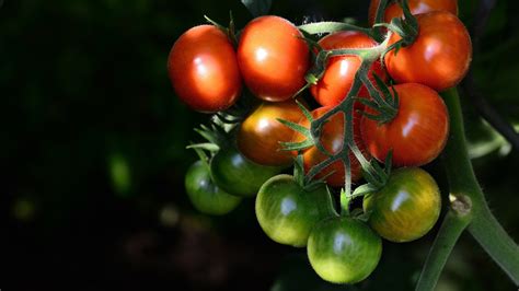 Fondos De Pantalla Comida Vegetales Tomates X