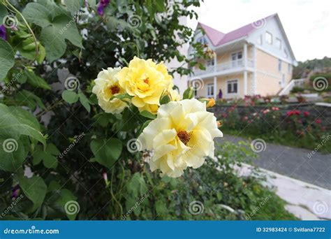 Yellow tea roses. stock photo. Image of russian, flower - 32983424