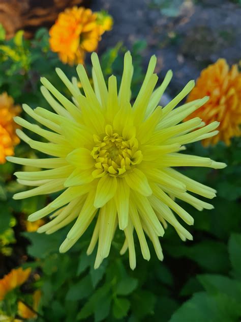 Gay Bright Eyes Dahlia Otway Flower Farm