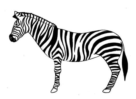 How To Draw A Zebra Step By Step Easy Animals 2 Draw