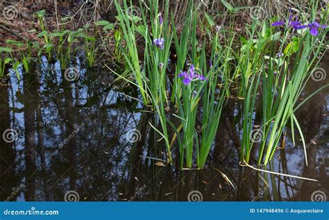 Purple Louisiana Iris Flowers Growing Wild in Dark Reflective Swamp ...