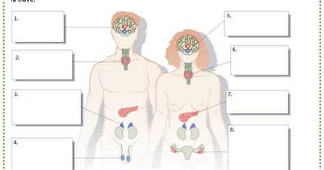 Fichas De Primaria Ficha Del Sistema Endocrino