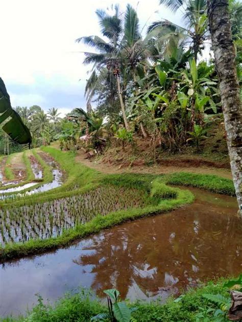 Tanah View Sawah Terasering Menit Dari Alassari Plantation Bali