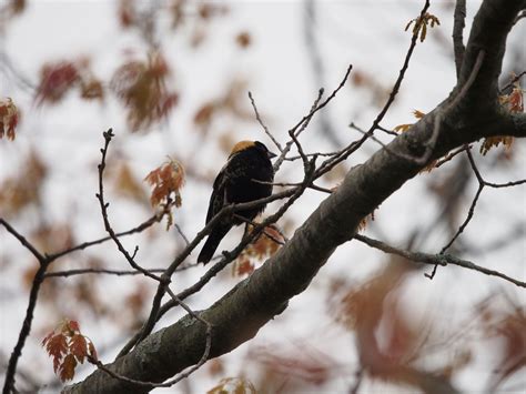 This was an exciting find - A Bobolink (Tawas Point, MI) : r/birding