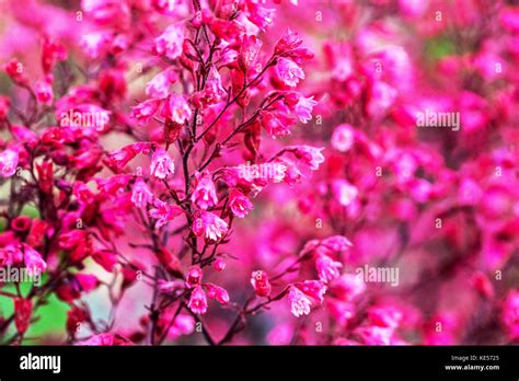 Heuchera Rave On Red Flower Stock Photo Alamy