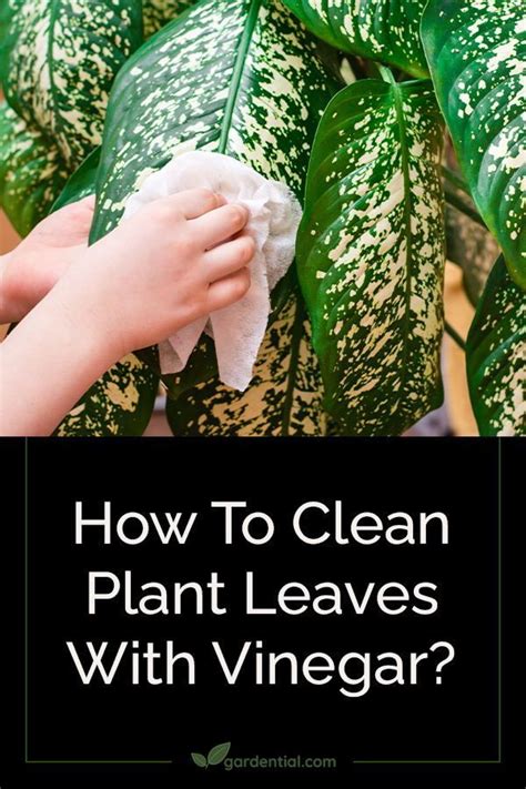 How To Clean Plant Leaves With Vinegar Gardential Plant Leaves