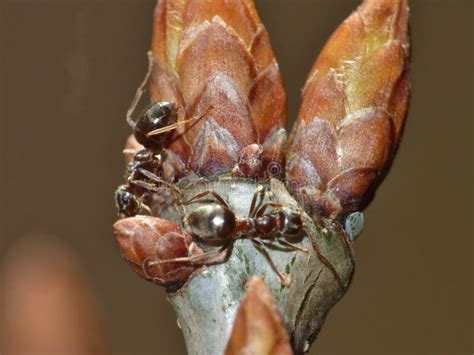 Ants On English Oak Tree Stock Photo Image Of Arthropod 124367926