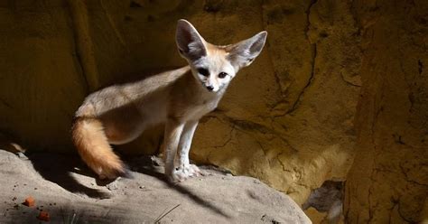 Tout Savoir Sur Le Fennec Les Animaux Les Animaux De Rente