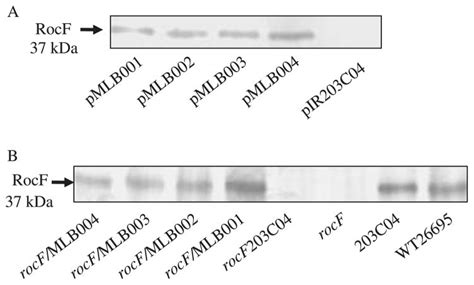 In Vitro And In Vivo Complementation Of The Helicobacter Pylori