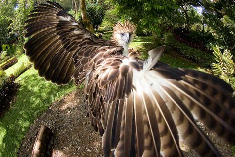 Philippine Eagle VS Golden Eagle - Who Is The Most Powerful Eagle ...