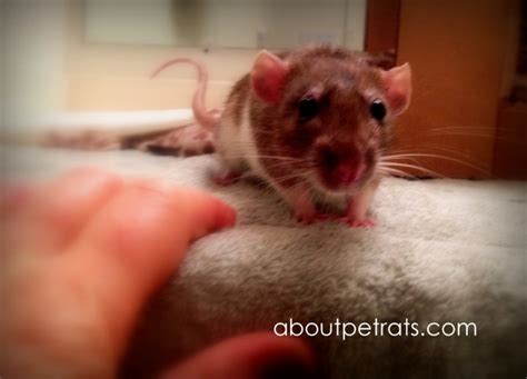 Spaying And Neutering Your Pet Rats About Pet Rats