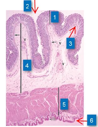 Stomach Rugae Histology