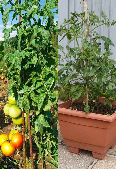 Great Indeterminate Tomato Varieties To Plant In Your Garden