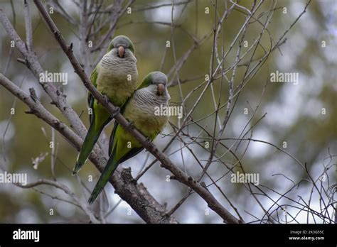 Cute Monk Parakeet Myiopsitta Monachus Or Quaker Parrot In Buenos