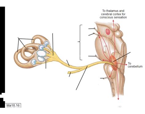 Vestibular Pathway Quiz