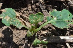 Insect Update Flea Beetles Cutworms The Canola Council Of Canada