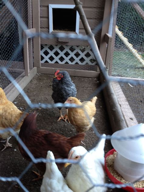 How About This Bard Rock Roo Or Not Backyard Chickens Learn How