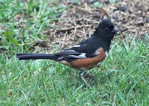 Rufous -sided Towhee Photograph by Walter Stankiewicz - Pixels