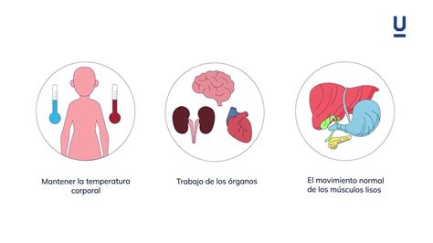 Metabolismo Basal Y Gasto Energ Tico Completo Curso De Nutrici N