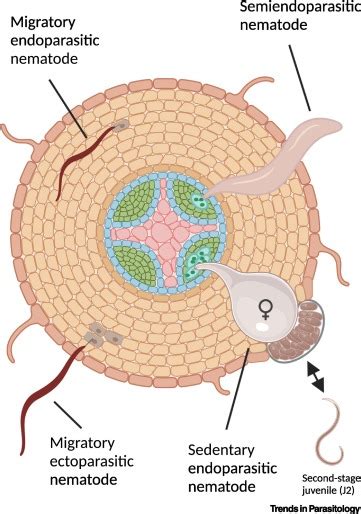 Can Microorganisms Assist The Survival And Parasitism Of Plant Parasitic Nematodes Trends In