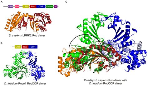 Frontiers Structural Biology Of The Lrrk2 Gtpase And Kinase Domains