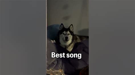 Caught My Husky Singing In His Beanbag Shorts Youtube