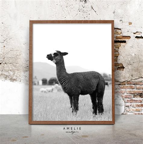 Alpaca Wall Art Print Farmhouse Printable Decor Instant Etsy