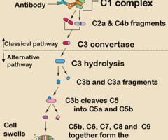 Immunology Complement System Flashcards Quizlet