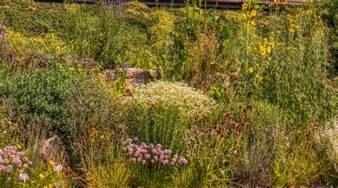 How to Preserve Wisconsin Native Plants – Hardy Garden