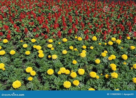 Scarlet Flowers Of Sage And Yellow Flowerheads Of Marigolds Stock Image