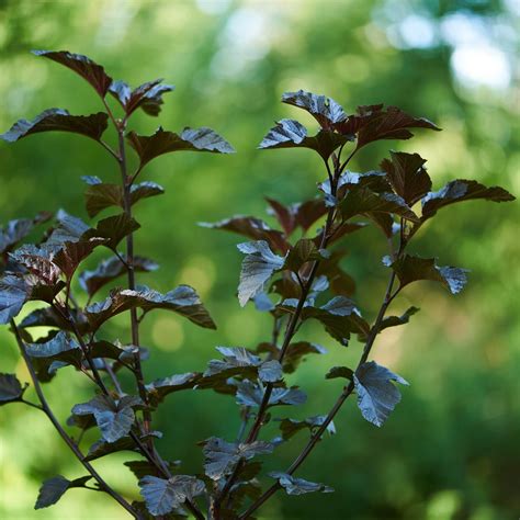 Physocarpus Opulifolius Midnight Jonight Sm Llspirea