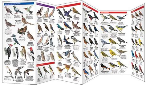 Pennsylvania Birds A Pocket Naturalist Guide