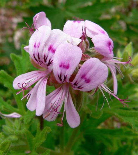 Photo #19524 | Pelargonium graveolens | plant lust