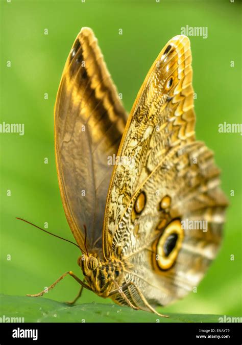 Morphinae Hi Res Stock Photography And Images Alamy