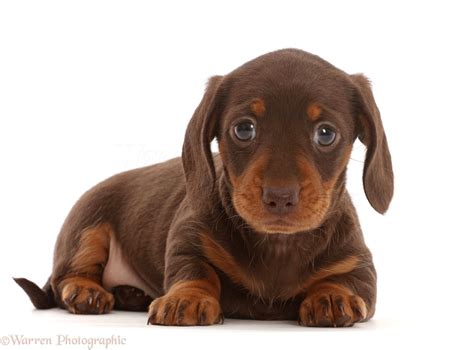 Dog: Chocolate Dachshund puppy photo WP46020