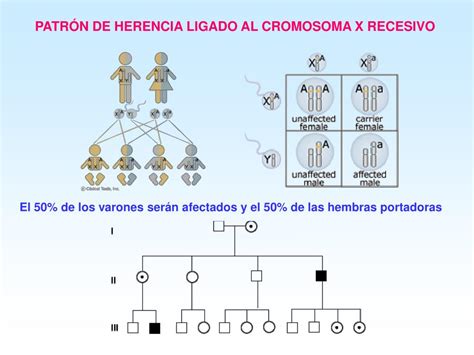 PPT PATRONES DE HERENCIA MONOGÉNICA PowerPoint Presentation free